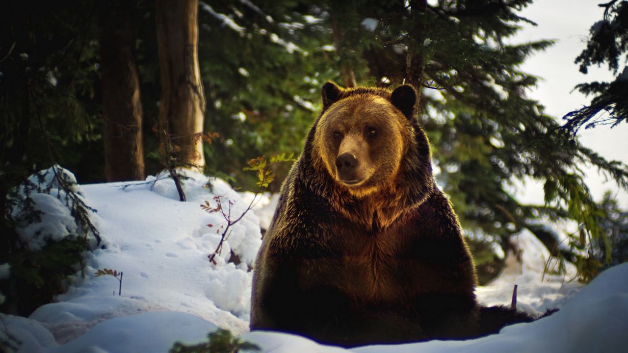 Обои медведь, снег, лес