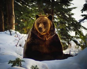 Превью обои медведь, снег, лес