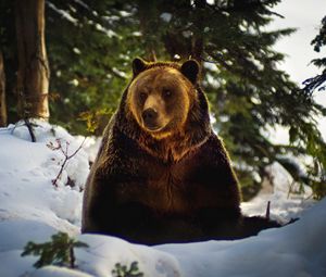 Превью обои медведь, снег, лес