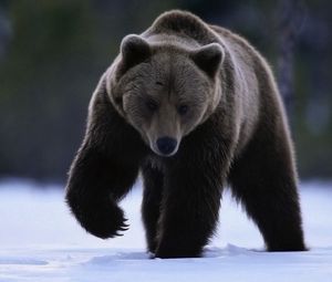 Превью обои медведь, снег, прогулка, большой