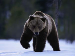 Превью обои медведь, снег, прогулка, зверь