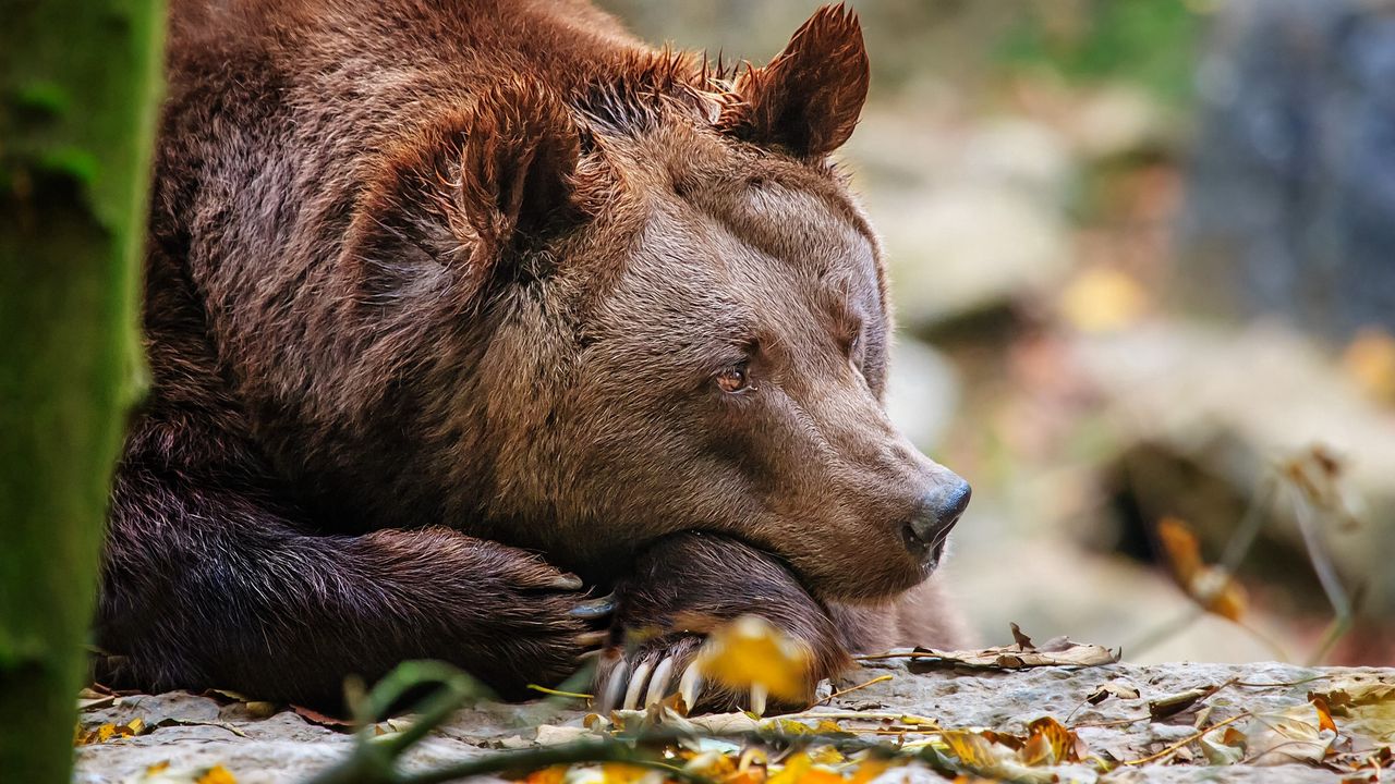 Обои медведь, сон, листья