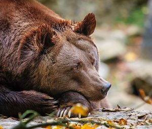 Превью обои медведь, сон, листья