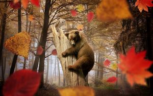 Превью обои медведь, сова, осень, листья, листопад, грибы, лес, деревья