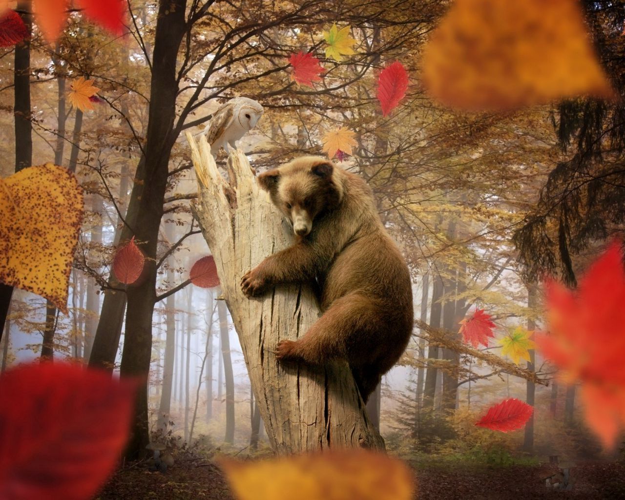 Медведи осенью10