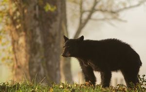 Превью обои медведь, трава, бурый, детеныш