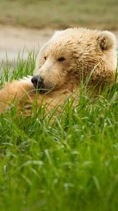 Превью обои медведь, трава, лежать, толстый