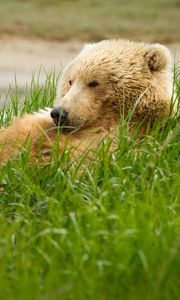 Превью обои медведь, трава, лежать, толстый