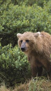 Превью обои медведь, трава, походка