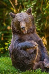 Превью обои медведь, трава, толстый, игривый, сидеть
