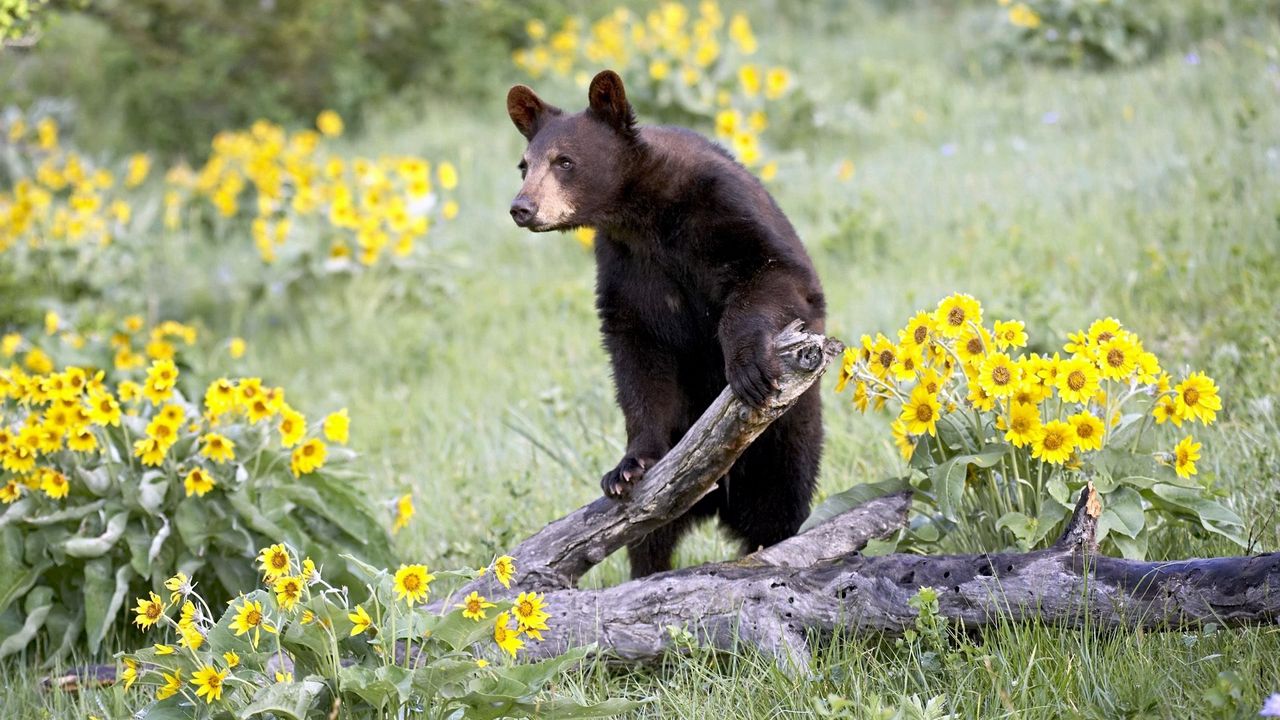 Обои медведь, трава, цветы, лазать