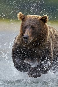 Превью обои медведь, вода, бежать, брызги