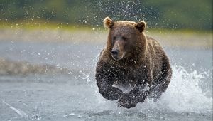 Превью обои медведь, вода, бежать, брызги