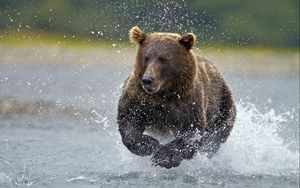 Превью обои медведь, вода, бежать, брызги