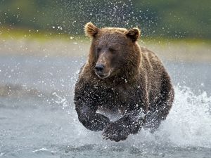 Превью обои медведь, вода, бежать, брызги