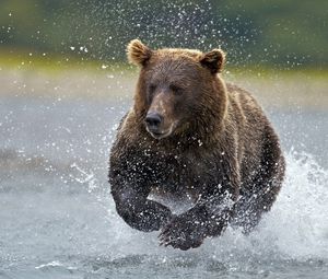 Превью обои медведь, вода, бежать, брызги