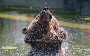 Превью обои медведь, вода, брызги, животное, дикая природа