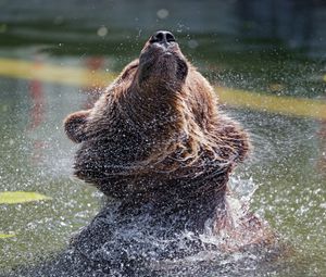 Превью обои медведь, вода, брызги, животное, дикая природа