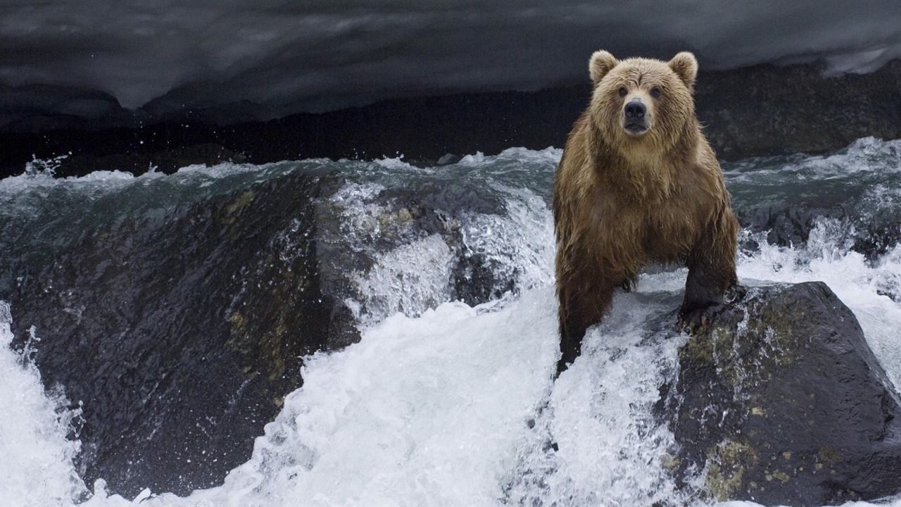 Обои медведь, вода, течение, камни