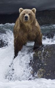 Превью обои медведь, вода, течение, камни