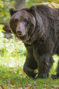 Превью обои медведь, взгляд, трава, листья, животное