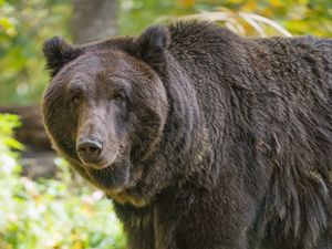 Превью обои медведь, взгляд, трава, листья, животное