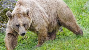 Превью обои медведь, животное, дикая природа, хищник