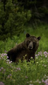 Превью обои медведь, животное, дикая природа, трава, цветы