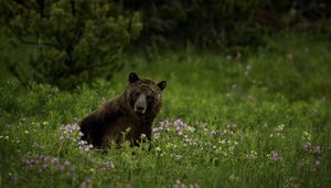 Превью обои медведь, животное, дикая природа, трава, цветы