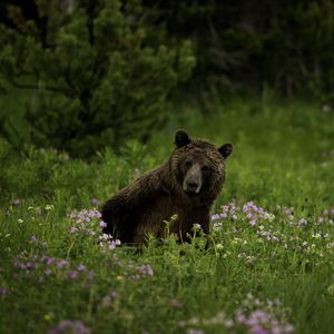 Превью обои медведь, животное, дикая природа, трава, цветы