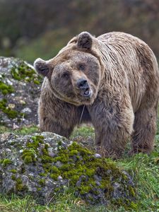Превью обои медведь, животное, дикая природа, камень, мох