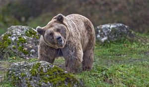 Превью обои медведь, животное, дикая природа, камень, мох