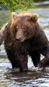 Превью обои медведь, животное, мокрый, река
