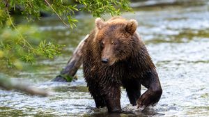 Превью обои медведь, животное, мокрый, река