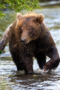 Превью обои медведь, животное, река, мокрый