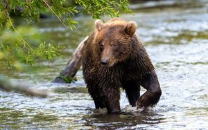 Превью обои медведь, животное, река, мокрый