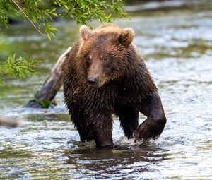 Превью обои медведь, животное, река, мокрый