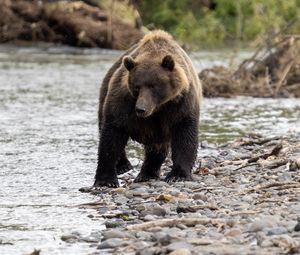 Превью обои медведь, животное, река, галька, дикая природа