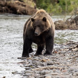 Превью обои медведь, животное, река, галька, дикая природа
