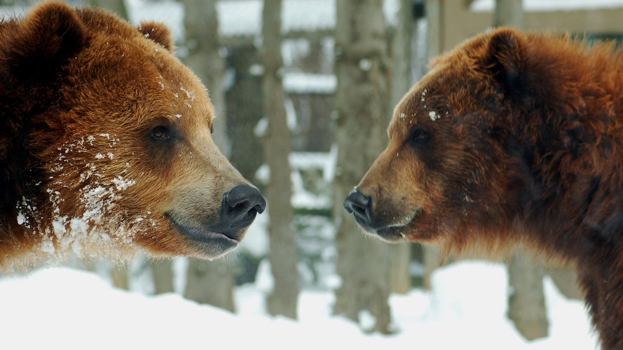 Обои медведи, бурый, пара, снег