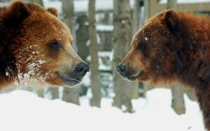 Превью обои медведи, бурый, пара, снег