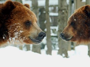 Превью обои медведи, бурый, пара, снег