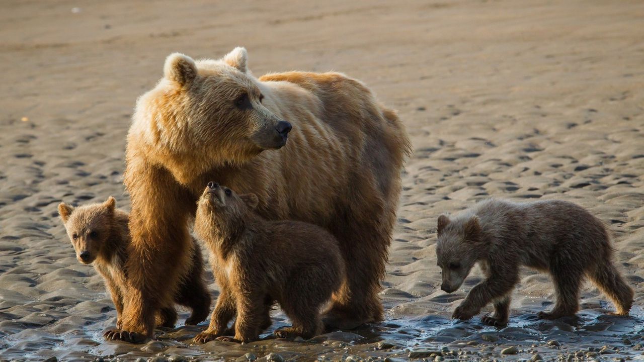 Обои медведи, детеныши, семья, песок