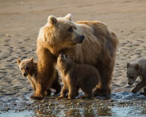 Превью обои медведи, детеныши, семья, песок