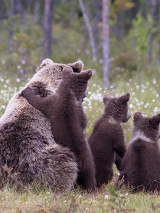Превью обои медведи, детеныши, трава, семья