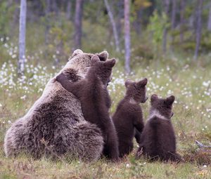 Превью обои медведи, детеныши, трава, семья