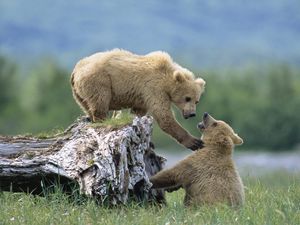 Превью обои медведи, детеныши, трава, бревно, лазать