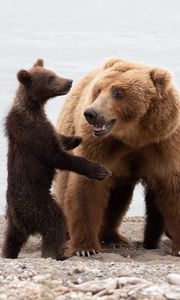 Превью обои медведи, медведица, медвежонок, животные, хищники