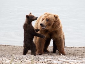 Превью обои медведи, медведица, медвежонок, животные, хищники