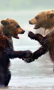 Превью обои медведи, медвежата, детеныши, вода, туман